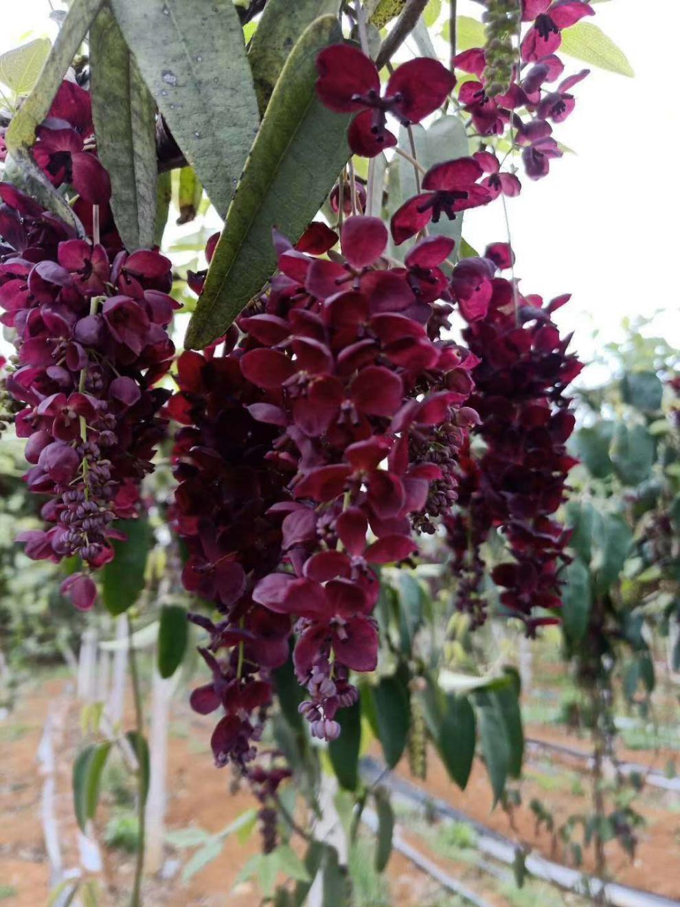 八月瓜树苗果当年结果野生苗四季种植南方八月炸建议购买五年苗结果多