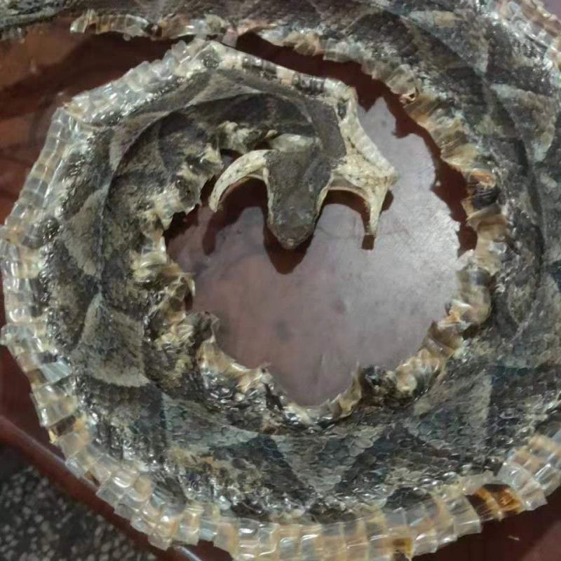 蕲蛇中药材白花蛇100克尖吻蛇腹蛇新货整条蕲蛇支持验货50g 【整条】