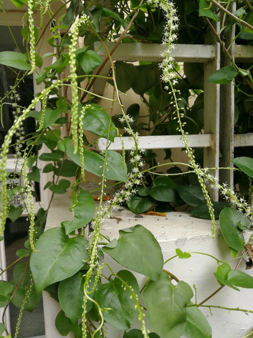 藤三七盆栽四季常青阳台蔬菜爬藤植物花卉绿植庭院植物墙多肉植物 藤