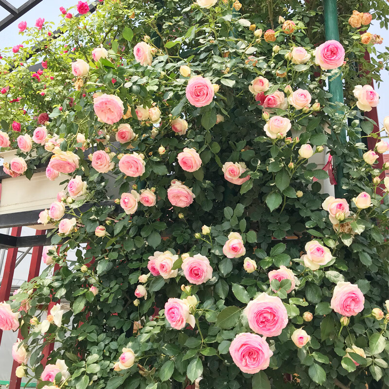 富满升 粉龙沙宝石爬藤花卉藤本月季蔷薇花苗特大浓香庭院爬墙植物粉