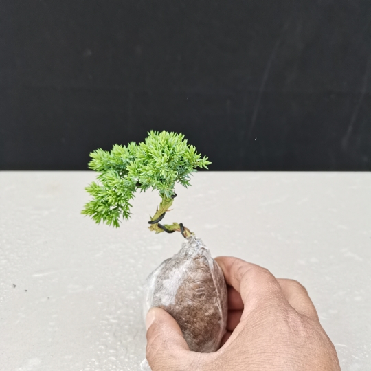 新西兰微型小品盆景拇指盆景珍珠地柏小盆景珍珠地柏小盆栽植物 小