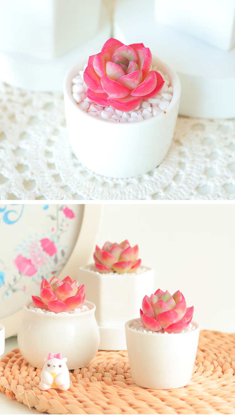 草莓泡芙精品多肉植物大颗好养治家云南直发绿植花卉多肉盆栽草莓泡芙