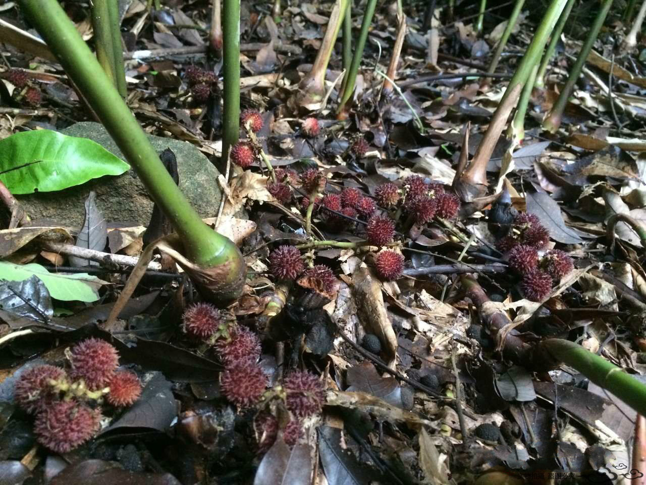 福建漳州长泰特产新美吴田山阳春砂仁海盐腌制砂仁350克瓶装 50克瓶装