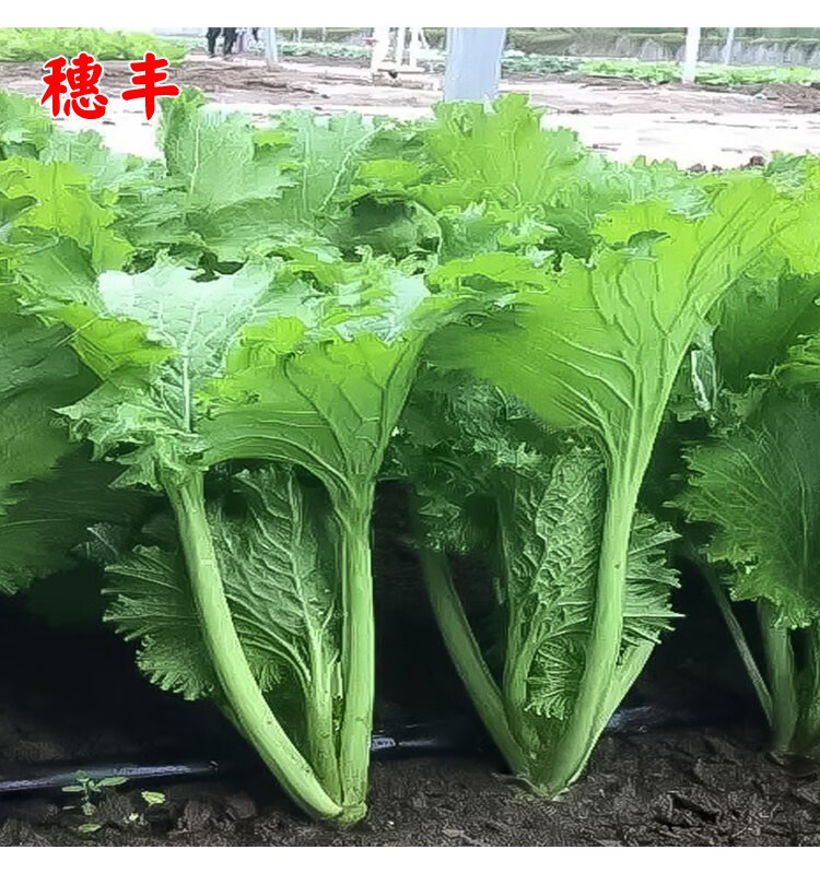 花边芥菜种籽花叶芥菜腌制咸菜酸菜三月大菜种子四季种植蔬菜种孑 本