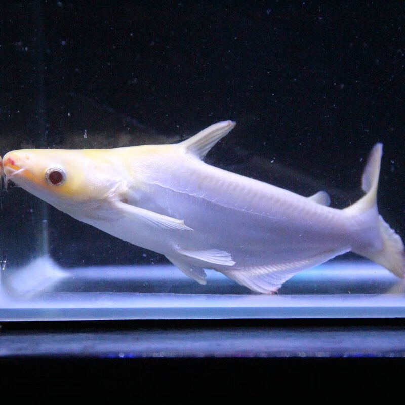 观赏淡水鲨鱼凶猛淡水鲨鱼斧头鲨蓝鲨鱼虎头鲨白化鲨热带鱼观赏鱼活体