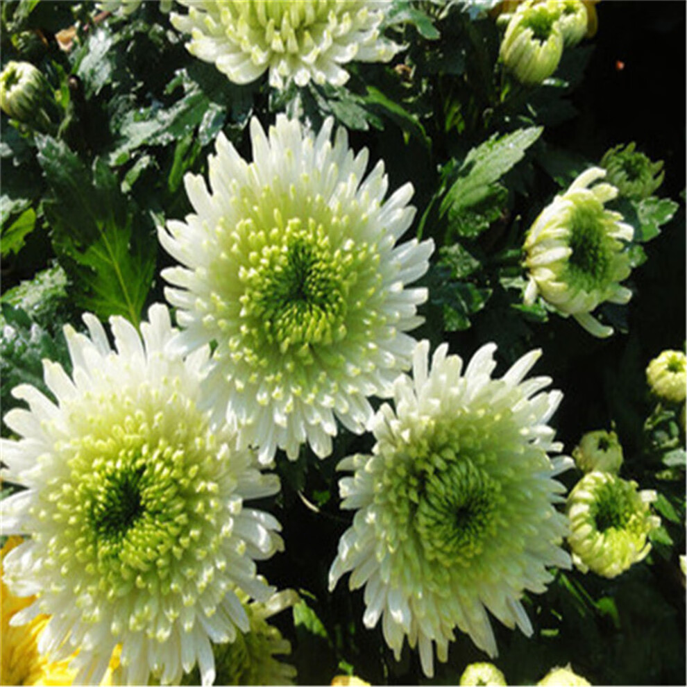 艺佰万 千头菊菊花苗 秋菊多头菊女王菊波斯菊荷兰菊 雏菊菊花苗盆栽