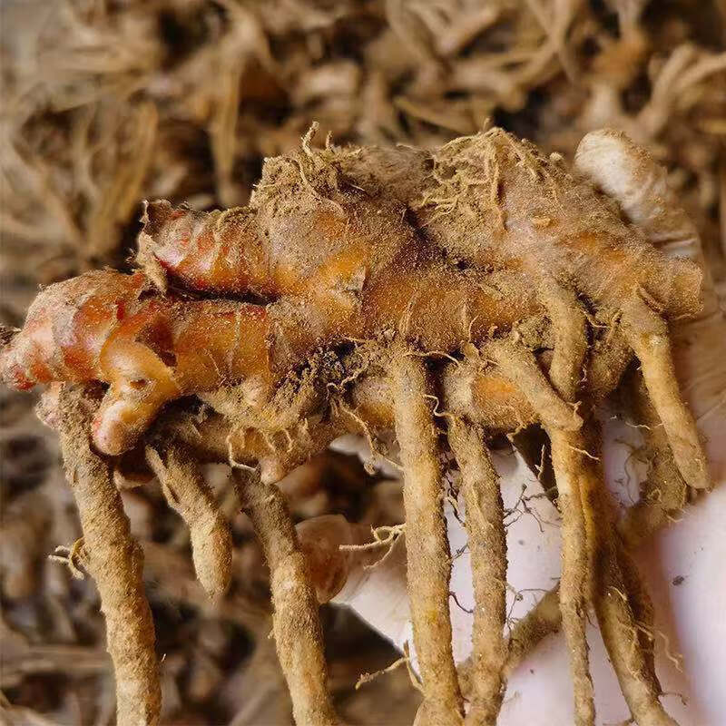 阳春风姜月子姜月婆姜煲鸡驱寒新鲜现挖坐月姜产地