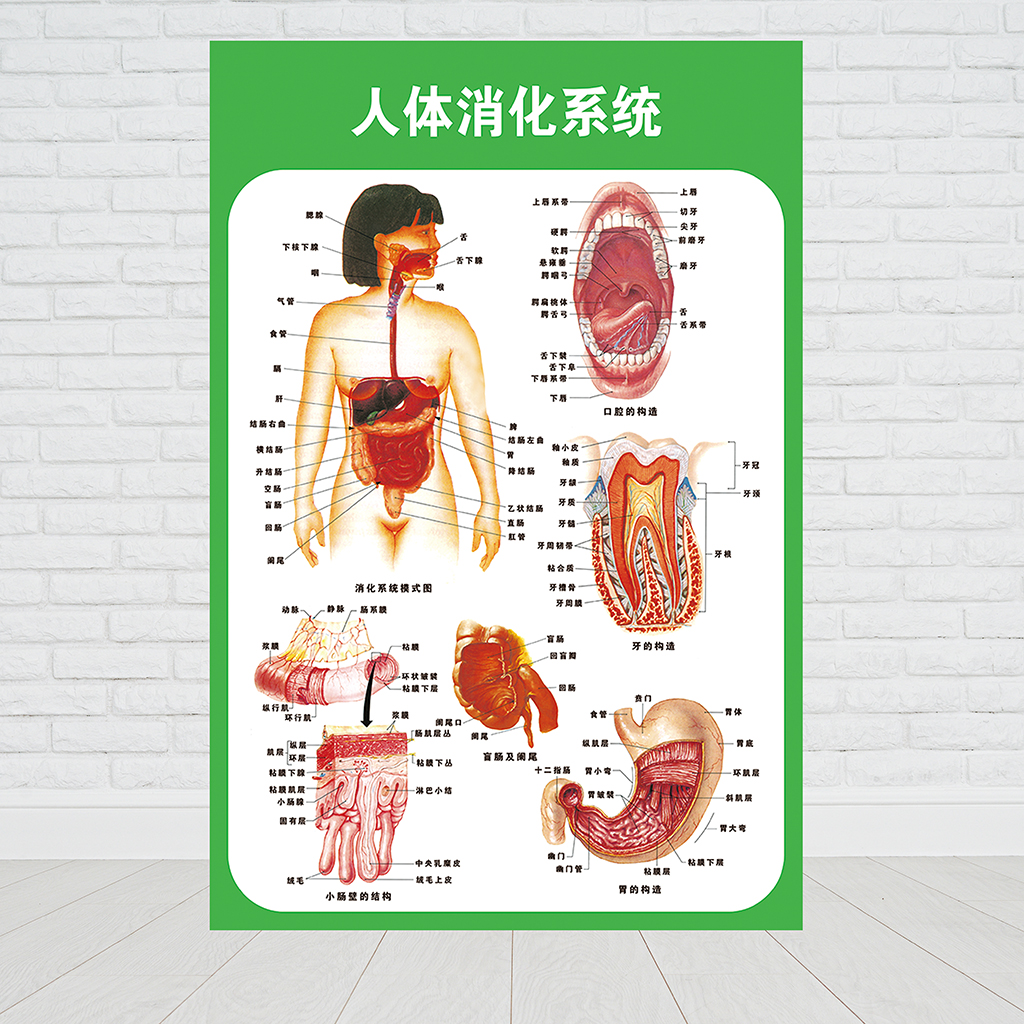 人体九大运动消化生殖泌尿神经解剖内脏骨骼肌肉医院医学挂图人体图一