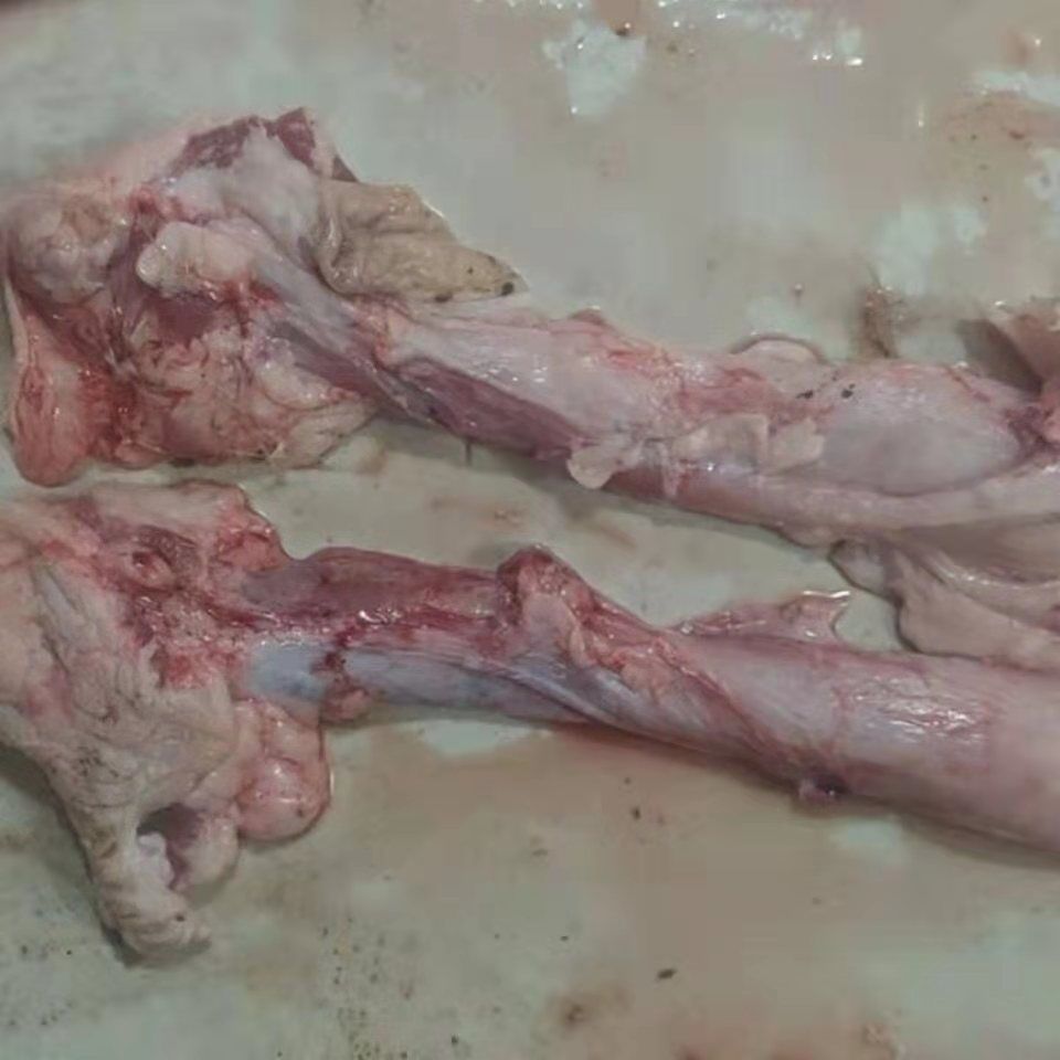 散养土猪猪外阴猪欢喜老母猪外阴肥猪外阴猪子宫猪卵巢当天宰杀 母猪