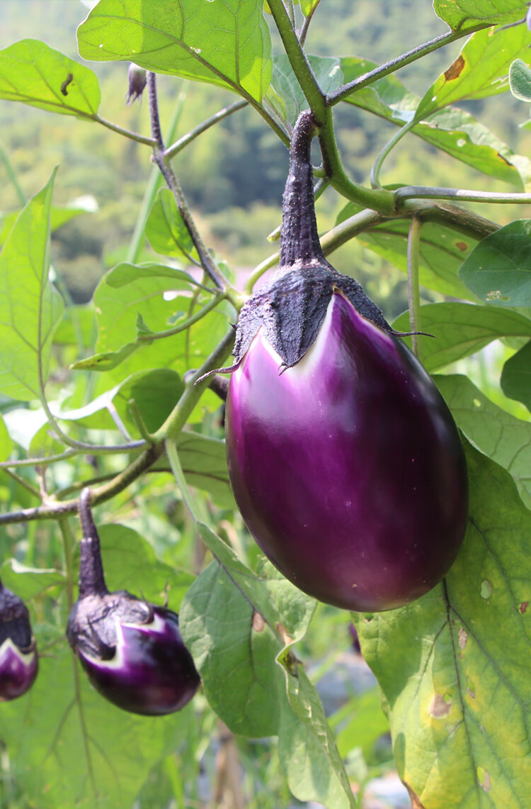 圆茄子新鲜蔬菜 当季紫茄子5斤农家自种 1500g【图片 价格 品牌 报价