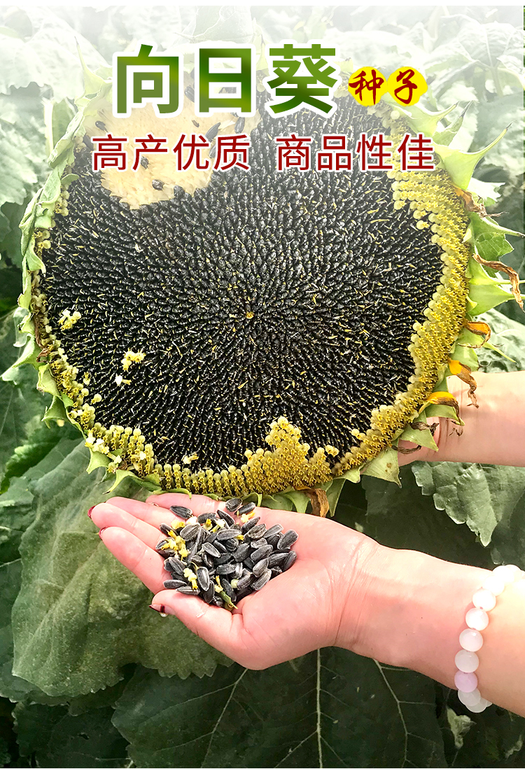 向日葵种子大粒三道眉食用葵矮杆油葵高产瓜子四季盆栽观赏葵花籽 矮
