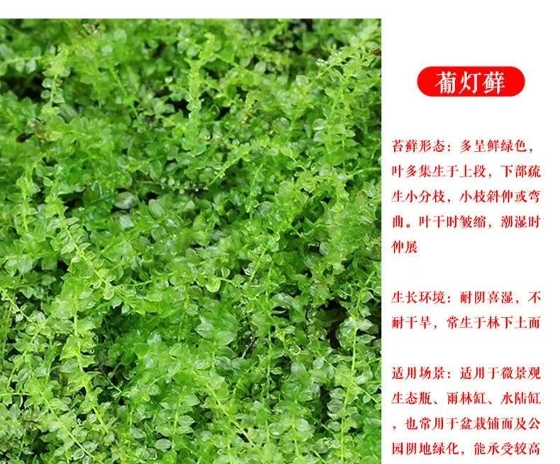 10，苔蘚微景觀青苔盆景裝飾造景植物鋪麪鮮活假山水陸缸diy室內綠植 朵朵蘚(14*8cm)2盒