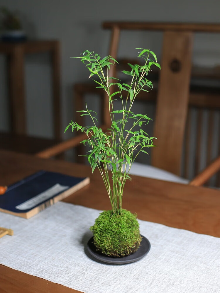 翡翠观音竹盆栽耐阴小型竹子室内水养观赏竹苔藓球盆景 苔藓球(下单