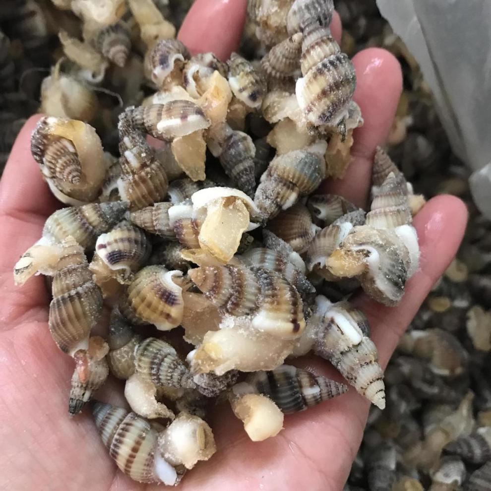 新鲜海螺丝鲜活海锥冷冻海瓜子熟冻海锥原料麻辣海螺丝 二三王牛 特大