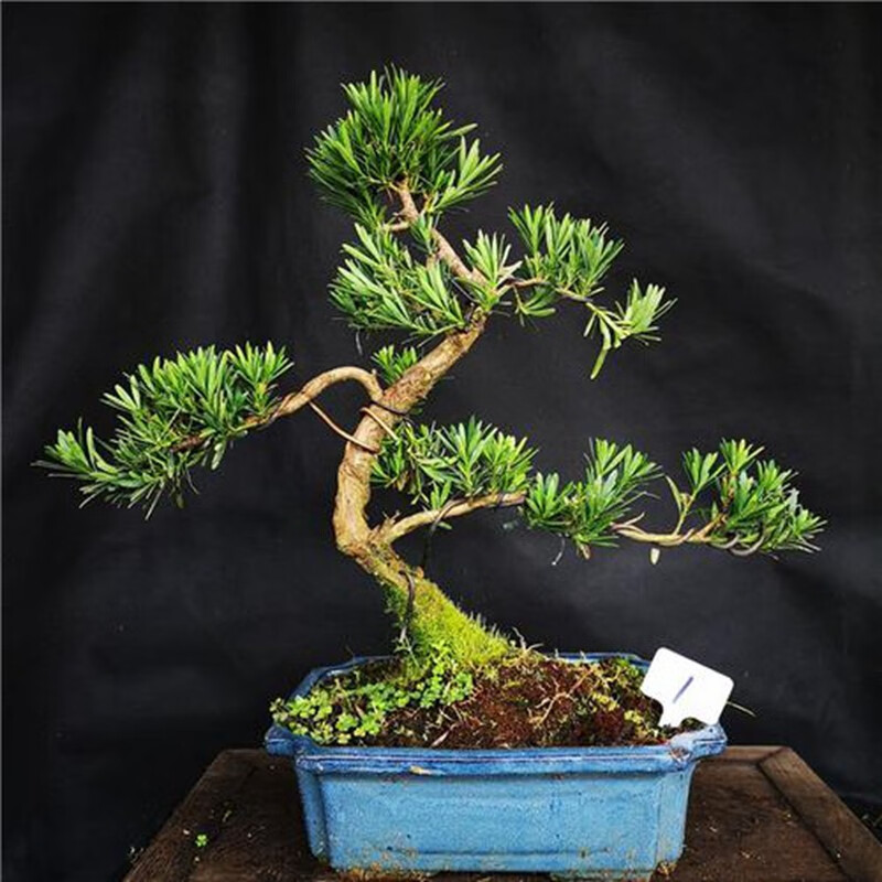 罗汉松树苗小叶雀舌室内庭院别墅老桩盆栽地栽四季常青造型树造景植物