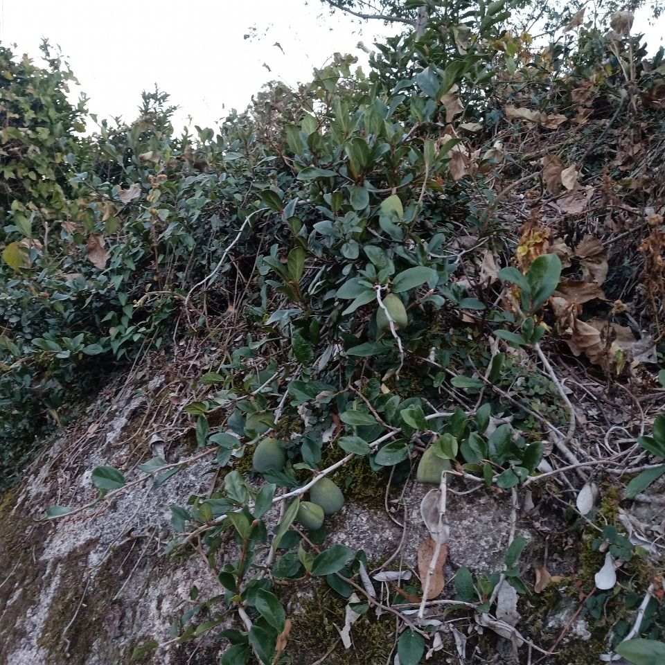 野生石壁薜荔藤奶母果鬼球木馒头木莲果薜荔果奶母果霹雳鬼球500g