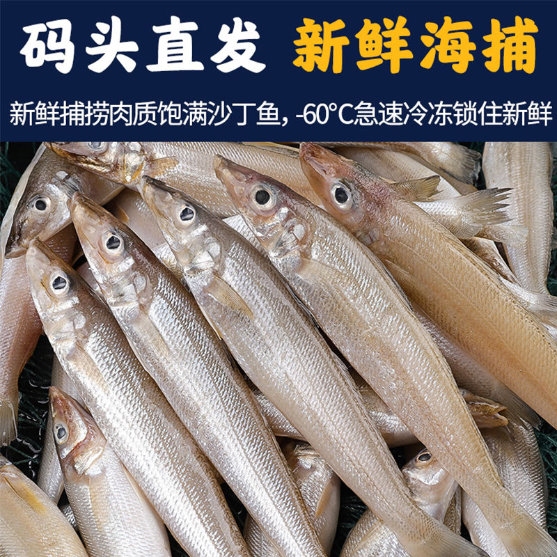 【湛江特產】沙丁魚新鮮海捕深海魚鮮活冷凍速凍鮮海鮮水產沙尖魚 特