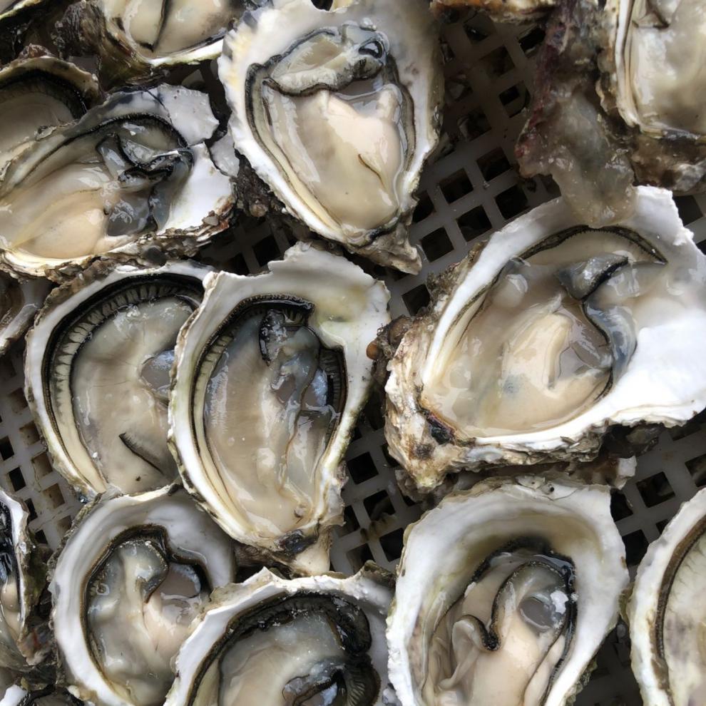 新鲜半壳生蚝 全新打包 到货即可烧烤 50斤100斤 中【图片 价格 品牌