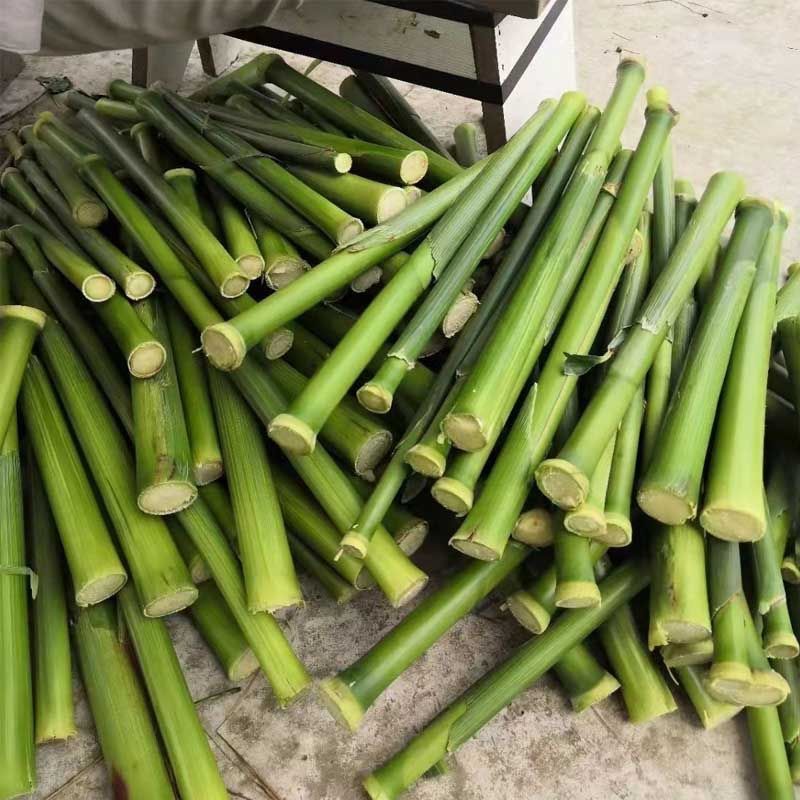 【顺丰】甜杆新鲜甜杆小甘蔗一整箱芦粟5斤现现发水果芦穄芦稷中秋节