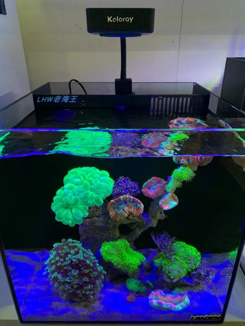 全新40背滤海缸蓝甸小型迷你桌面海水全套超白玻璃珊瑚背滤鱼缸海缸40
