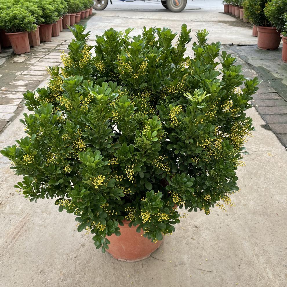 大颗老桩米兰花盆栽树苗花卉植物室内好养浓香四季开花防蚊虫绿植 5年