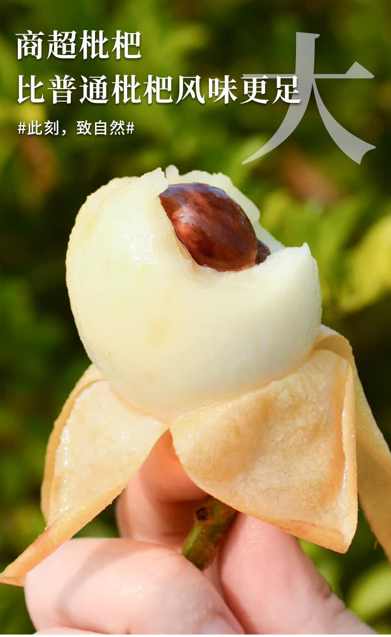 顺丰速运东山白玉枇杷白枇杷当应季时令新鲜水果特选大果5斤礼盒装送