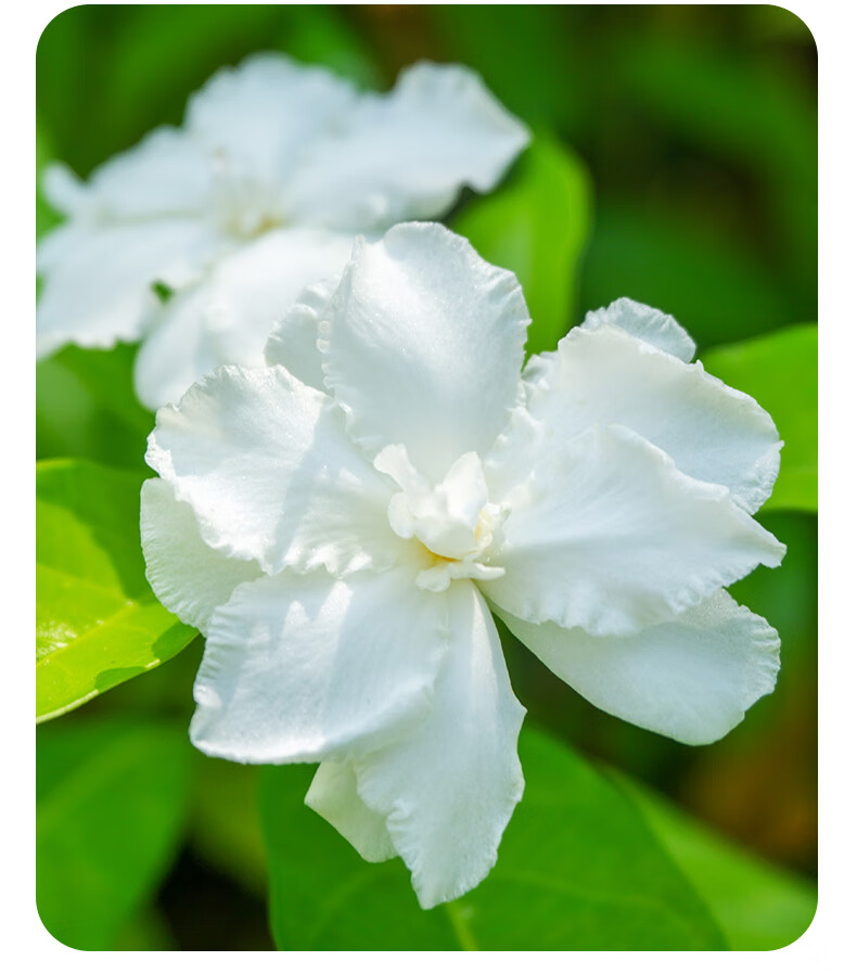 茉莉花树苗水晶茉莉盆栽丁香花老桩树苗花卉植物室内外阳台绿植狗牙花