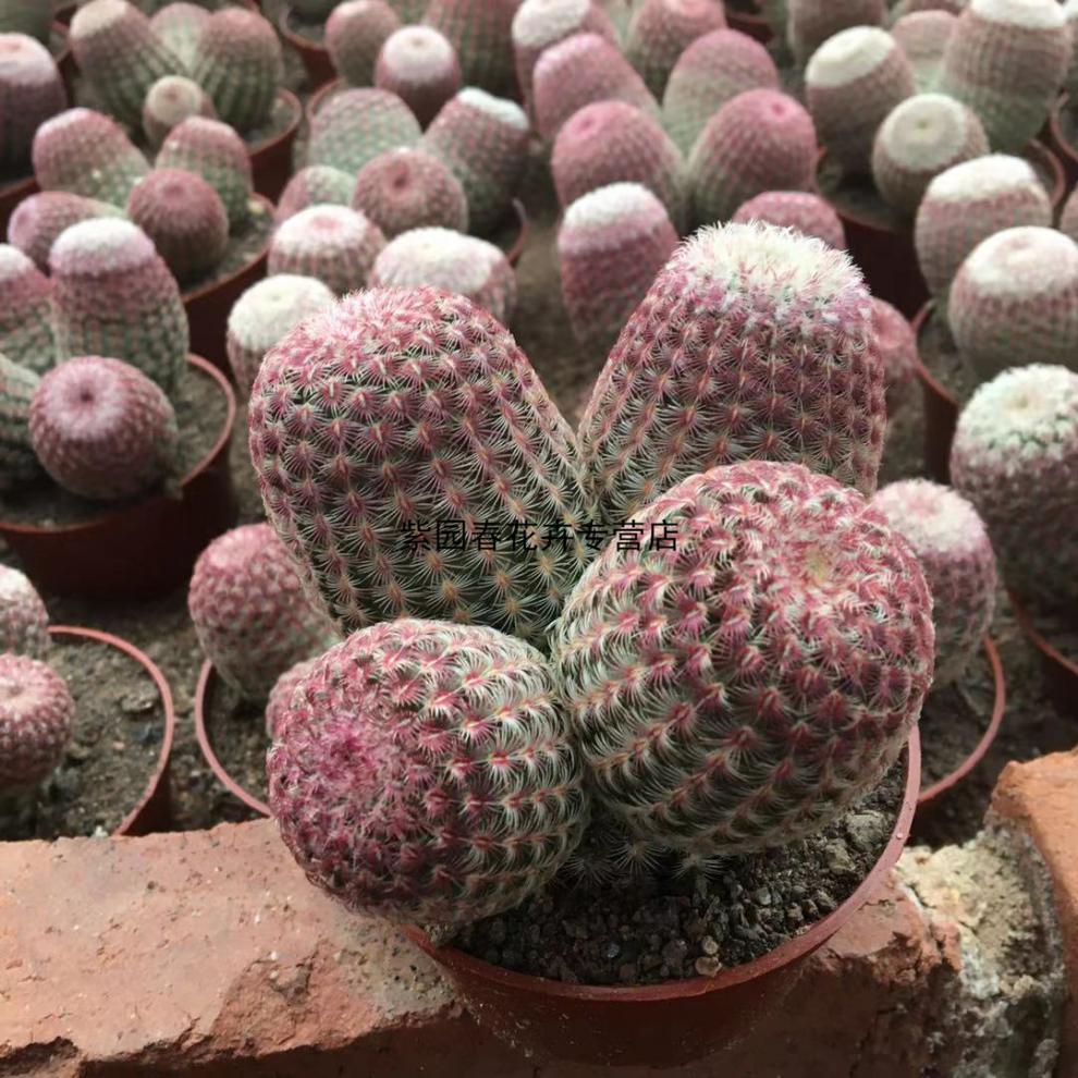 园艺红太阳仙人球稀有易养开花室内吸甲醛多肉植物盆栽一物一拍 红