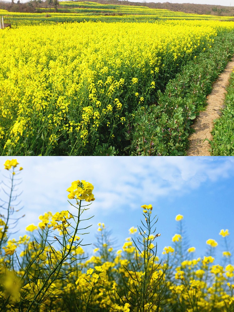 珂瑋榨油觀賞油菜花種子榨油原料菜籽種子蔬菜觀賞型油菜籽500克