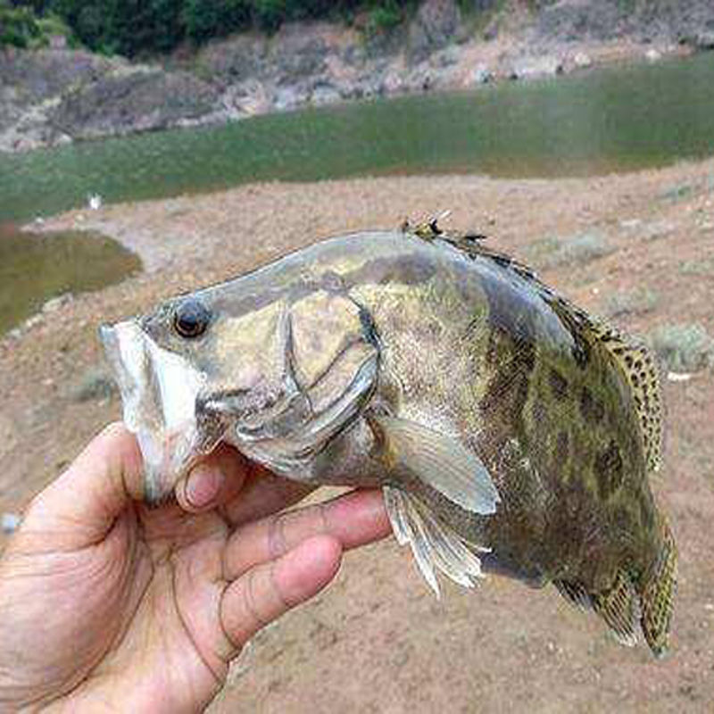 排钩延绳钩排钩钓鱼串钩线组排钩鱼钩全套黑鱼神器黄辣丁鳖钓甲鱼钩勾
