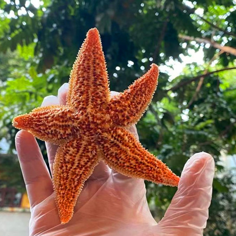 精选大海星干货 海星 食用海星泡酒煲汤 海产干货250g【】 图片色