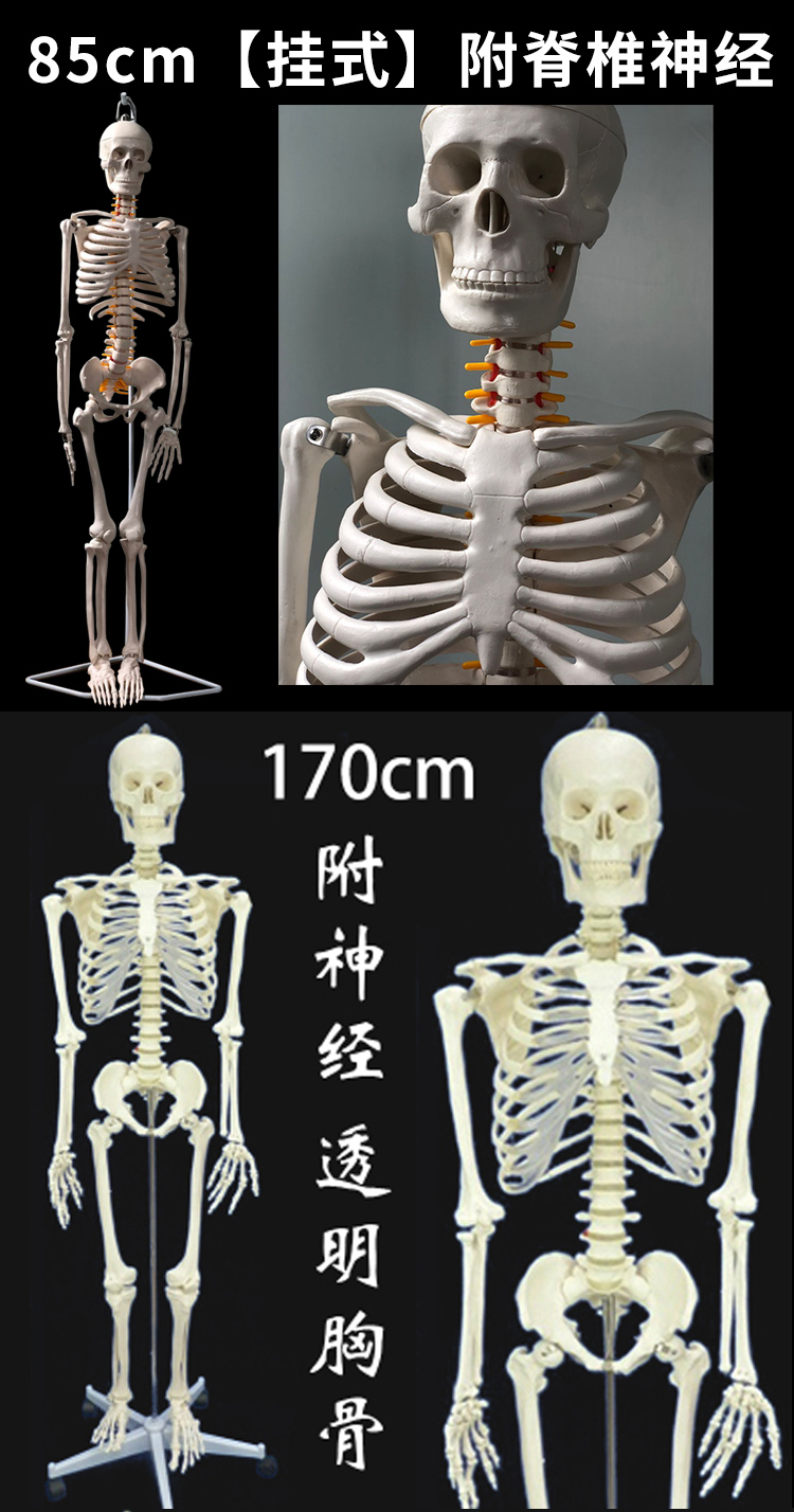 质量上乘人体人的骨骼骨架模型教学骷髅架子模型全身17