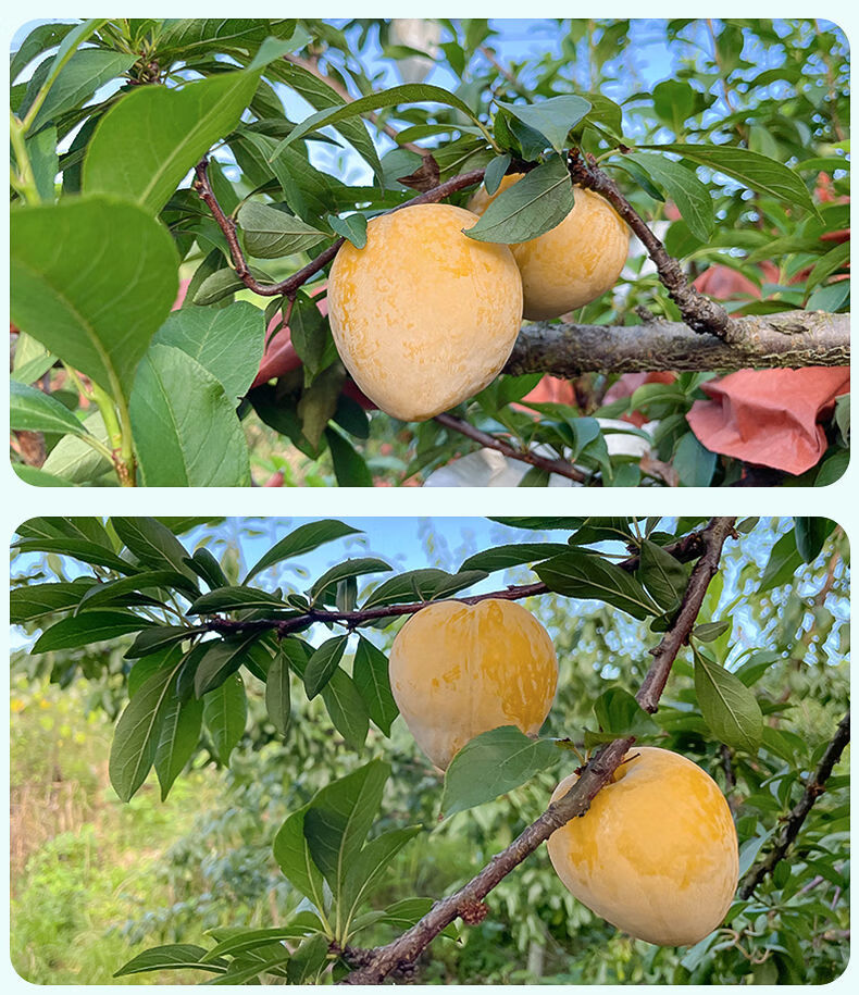 湖南汝城文明黄金奈李(鲜果可送到家)新鲜老树采摘应季孕妇水果脱骨李