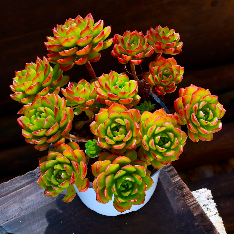 捷丰大颗多肉植物火焰蒂亚老桩稀有品种贵货肉肉植物花卉多肉盆栽绿植
