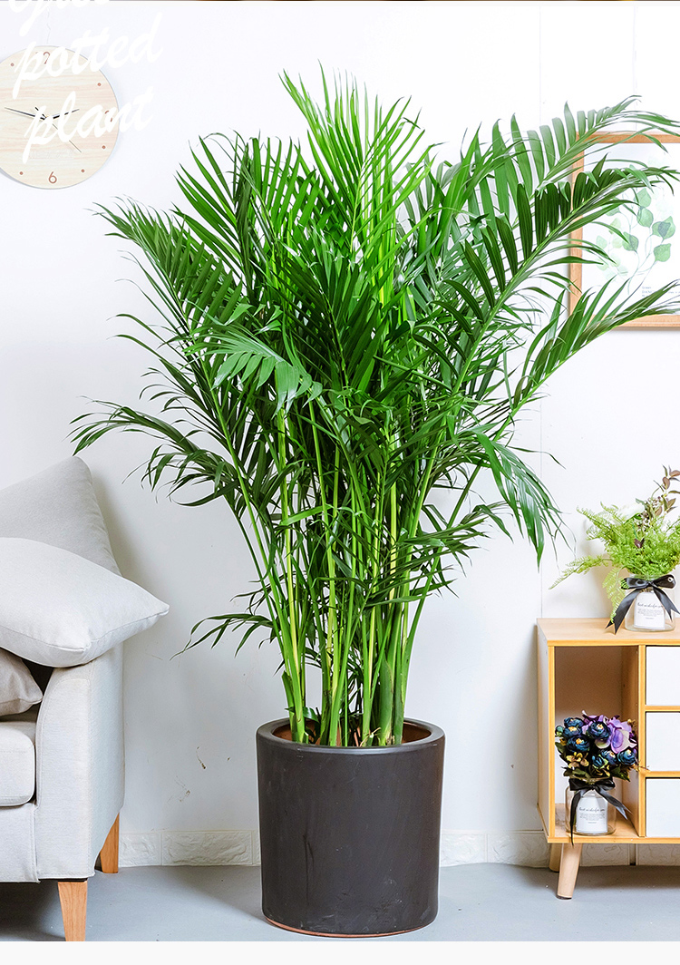 富贵椰子盆栽 散尾葵 常绿盆景大型植物外办公室家居绿植 高1米左右