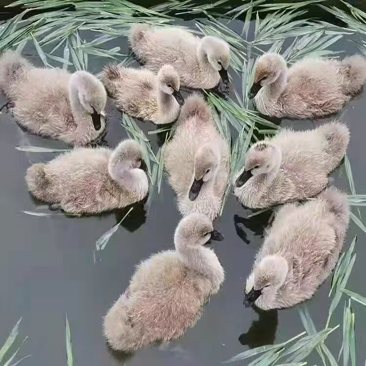 活体黑天鹅纯种黑天鹅活苗景区观赏宠物天鹅活体水中珍禽天鹅 一公一