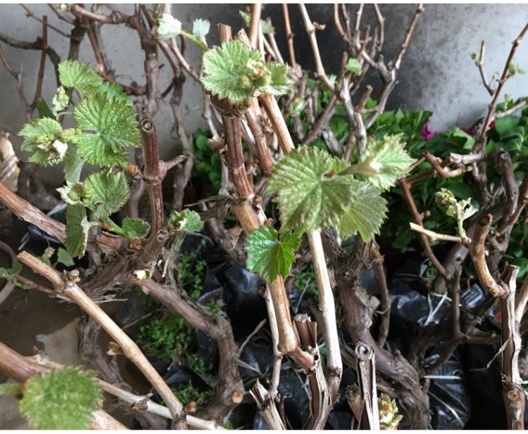 果树葡萄树苗嫁接巨峰盆栽地栽爬藤葡萄苗南北方种植水果当年结果 8年