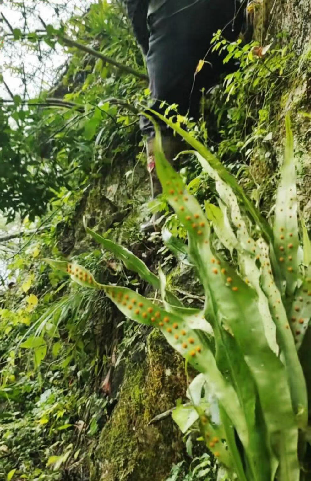 云南野生草小叶250g特级猫须草中药材肾精茶猫须公排溶石【图片 价格