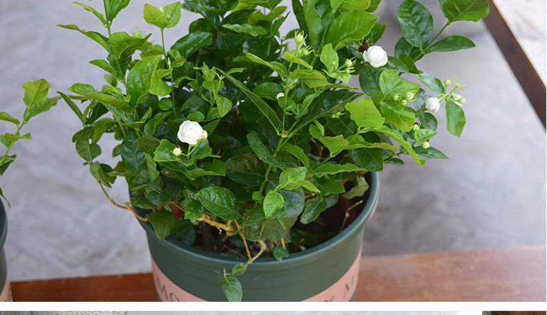 元井茉莉花苗虎頭茉莉茉莉花盆栽雙瓣重瓣茉莉花苗雙色茉莉花白茉莉