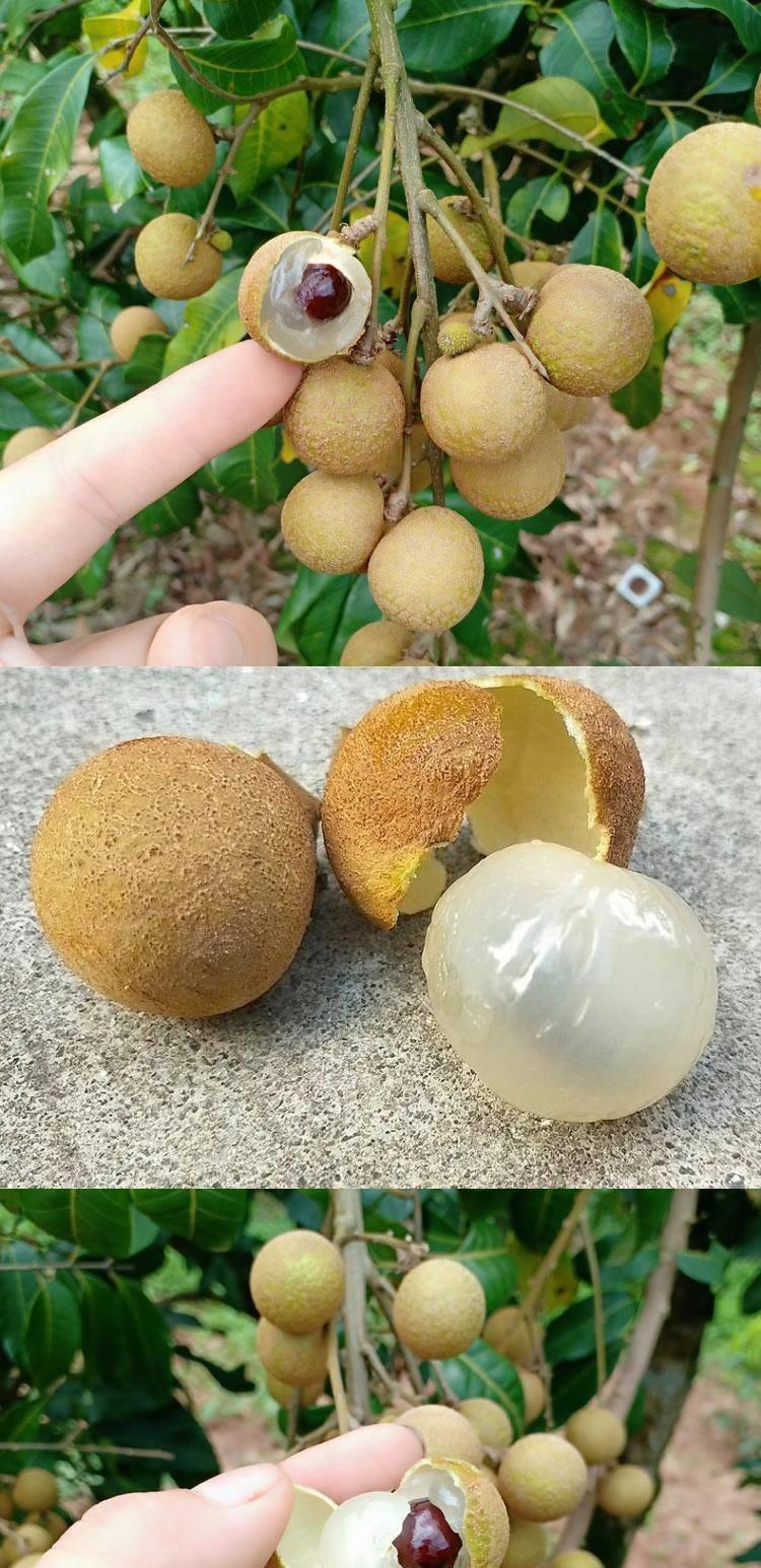 【现货秒发】广西石硖龙眼新鲜现摘鲜桂圆 当季水果特惠5斤 5斤 龙眼