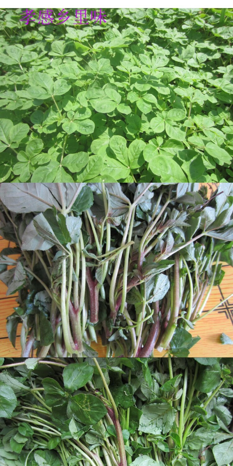 凯偲洽 湖北孝感 安陆 新鲜腌制白花菜 咸菜酸菜 无防腐剂色素 白花菜