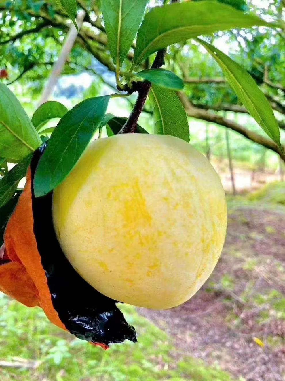 玫栀 正宗乐昌九峰山黄金奈李5斤10斤岭南特产特大水果现摘现发 90