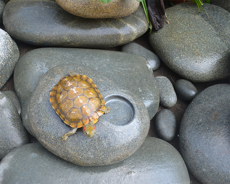 乌龟晒台石头鹅卵石超大鱼缸观景石扁平造景爬石台浮岛晒背台47厘米4