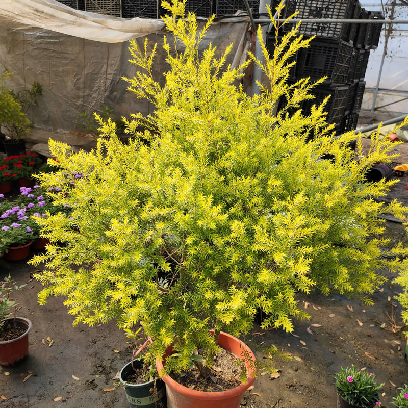 黄金香柳树苗千层金棒棒糖盆栽花镜植物庭院花园木本四季常青绿植 1.