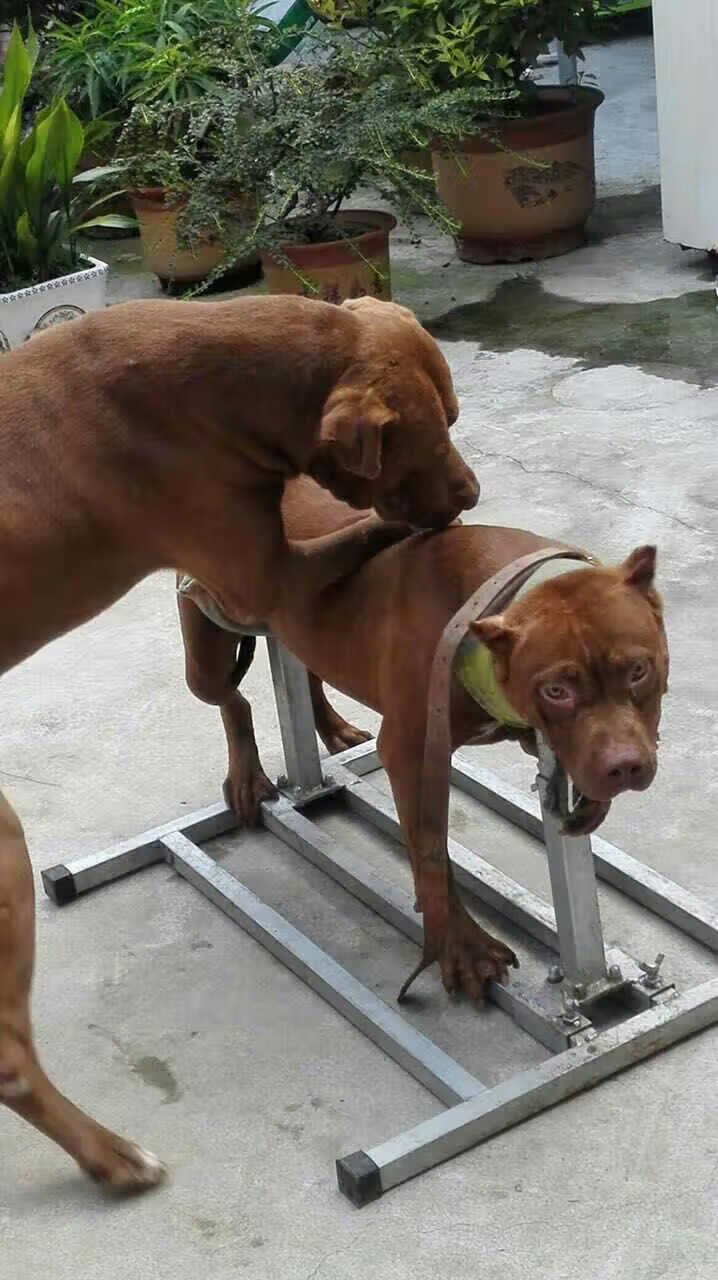 美帝伯爵大中小犬配种架配狗架5120斤狗通用法牛柯基柴犬比特马犬德牧
