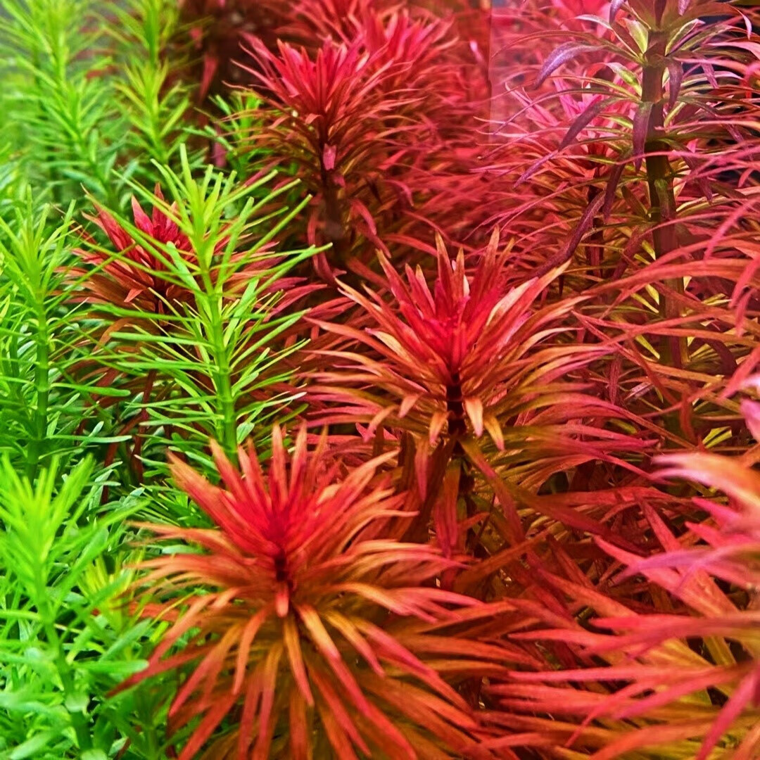 红太阳绿太阳古精太阳水草精品阳性水下叶草缸中后造景活体植物 一颗