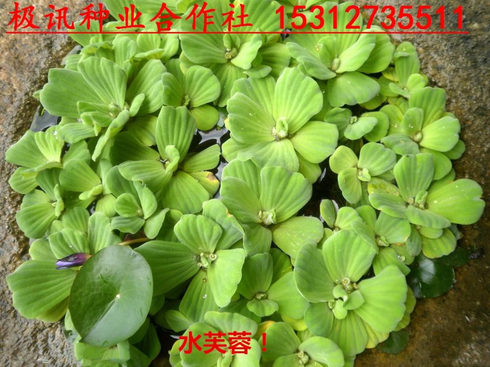 水葫蘆水生植物活體魚池烏龜池養殖汙水水質淨化魚缸水草 水葫蘆3-4頭