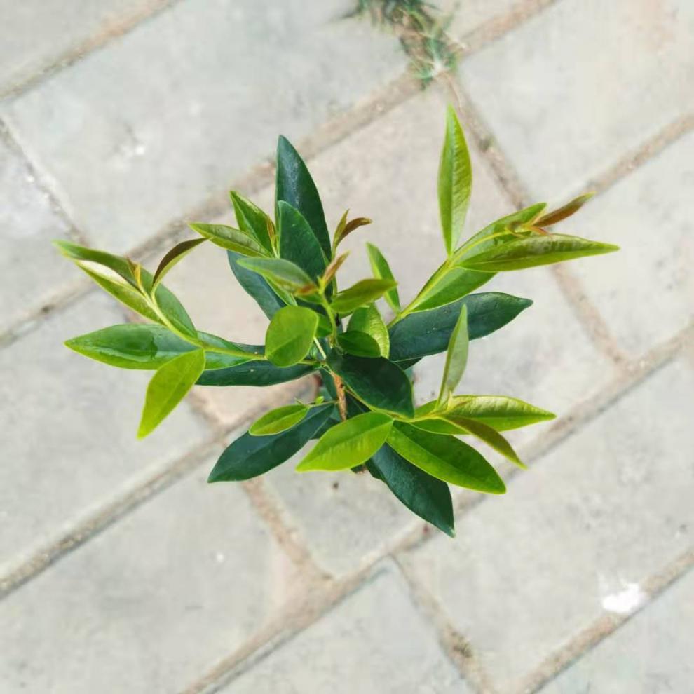 巴西长果大果黑玫瑰樱桃巴西甜樱桃果树新品种南北方种植盆栽地栽 黑