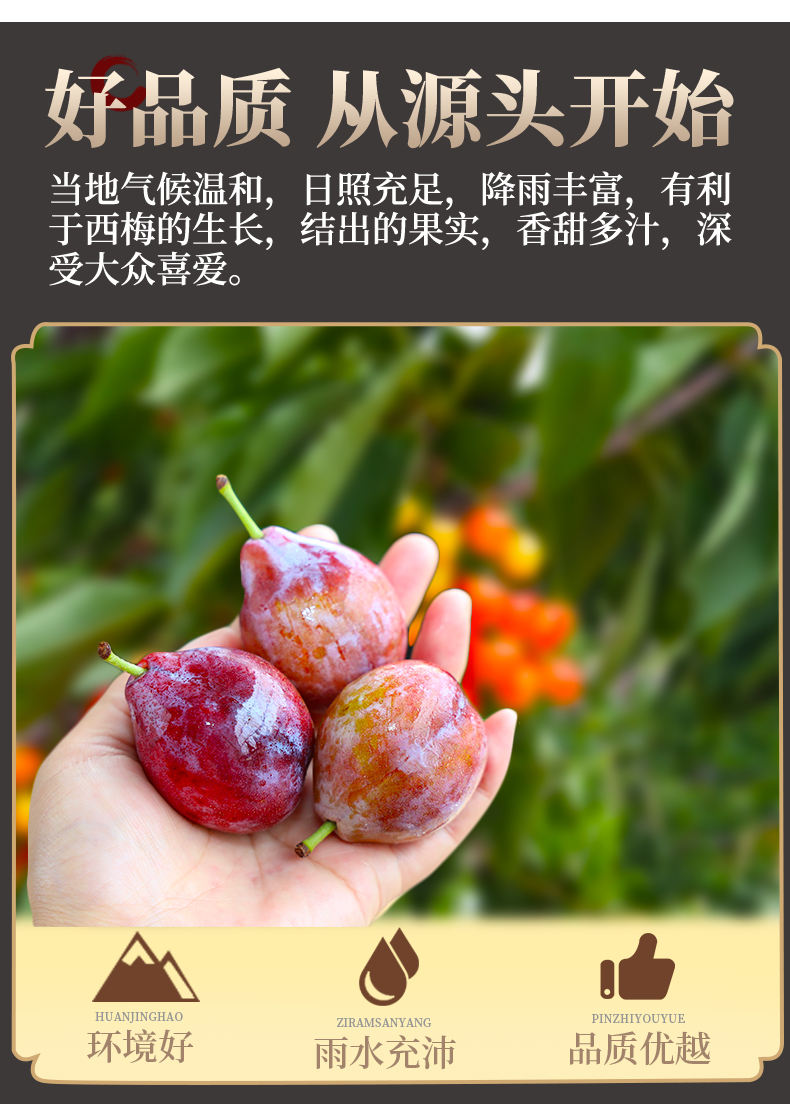 新疆西梅新鲜法兰西西梅应季水果整箱礼盒爆甜喀什西梅中秋送礼 3斤