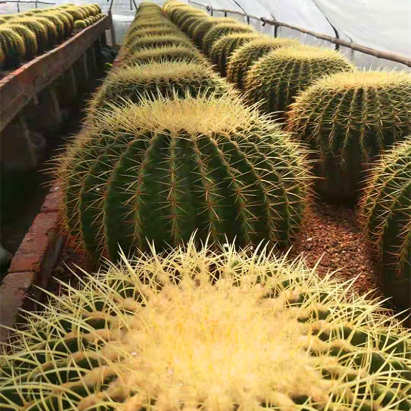 超大金虎美虎仙人球盆栽办公室仙人掌多肉植物盆栽 直径20公分 含盆